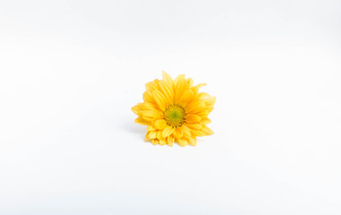 Fototapeta na wymiar Chrysanthemum