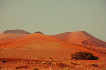 Naklejka na ściany i meble Namib