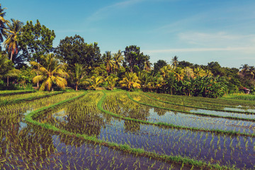 Rice field