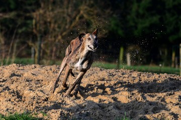 rennender Galgo