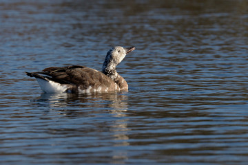 Canada Goose, Branta canadensis