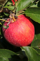 Apfel am Baum