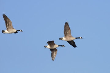 Canada Goose, Branta canadensis