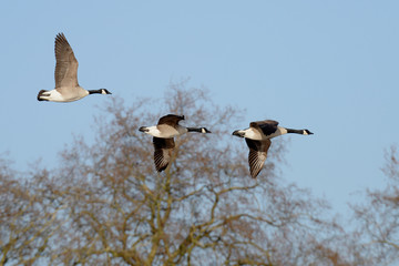 Canada Goose, Branta canadensis