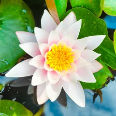 Foto auf Acrylglas Wasserlilien White flower- water lilly