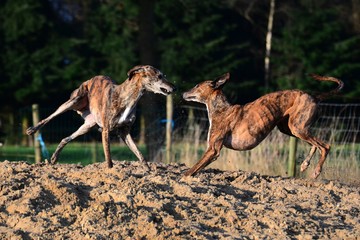 spielende Galgos