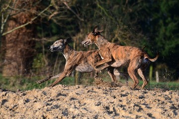 spielende Galgos