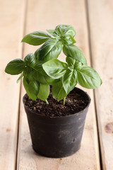 sweet basil plant.