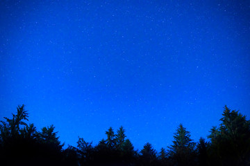 Dark blue night pine trees over sky