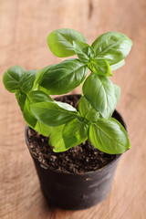 sweet basil plant.