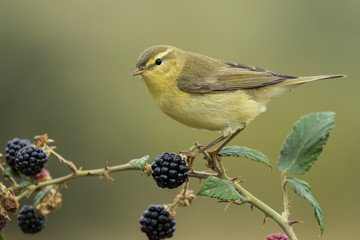 Warbler(Phylloscopus trochilus), perched on a blackberry