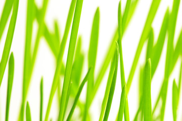Fototapeta na wymiar Green grass over white background. Spring theme.