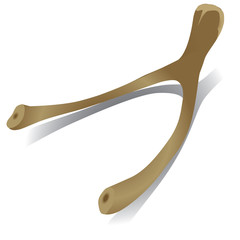 Chicken Bone on a white background
