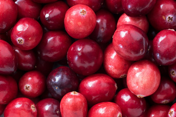 Preiselbeeren - Cranberry