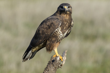 Buzzard, ( Buteo buteo ), perched on his perch