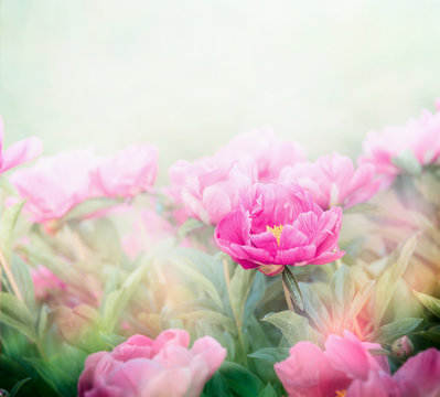 Fototapeta Pink peonies plant in garden or park. Soft focus