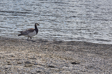 Canada geese walking