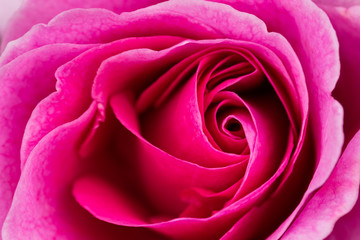 Fototapeta na wymiar beautiful pink rose macro
