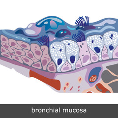 Bronchial Mucosa Scheme