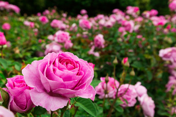 Obraz premium pink roses