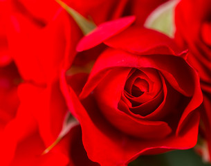 beautiful red rose macro