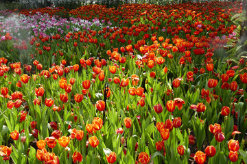 blooming tulip flower at the flowerbed
