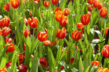 blooming tulip flower at the flowerbed