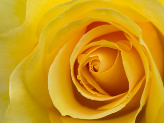 beautiful yellow rose macro