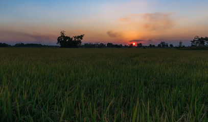 Fototapeta premium sunset with rice field