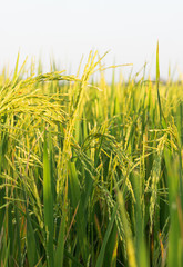 rice plant in paddy field