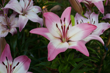 Fototapeta premium blooming lily flower in the garden