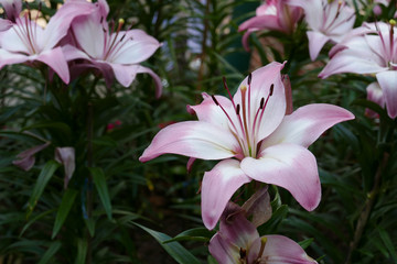 blooming lily flower in  the garden