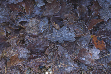 leaves and frost