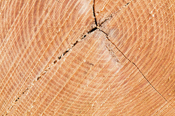 Sawed tree trunk cut close up
