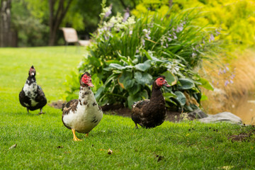 Muscovy ducks