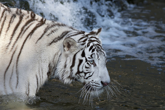 Fototapeta Fishing white bengal tiger in a stream