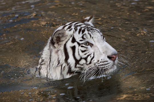 Fototapeta Side face portrait of a bathing white bengal tiger