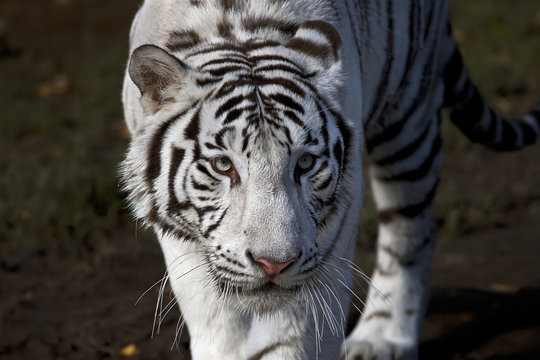 Frightening look of a white bengal tiger