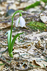 Snowdrop