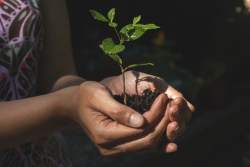 hands holding a small plant