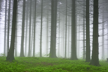 Spruce forest