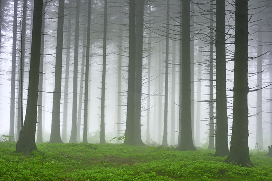 Fototapeta Spruce forest