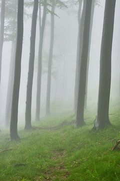 Fototapeta Beech forest