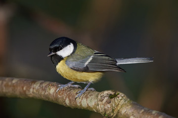 Great Tit (Parus major)