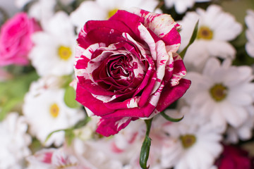 
Chamomile on March 8