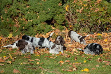 English Cocker Spaniel puppy