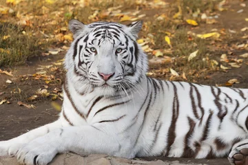 Foto auf Acrylglas Tiger Lying white bengal tiger among fallen leaves
