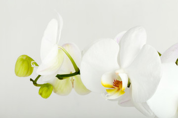Obraz na płótnie Canvas romantic branch of white orchid