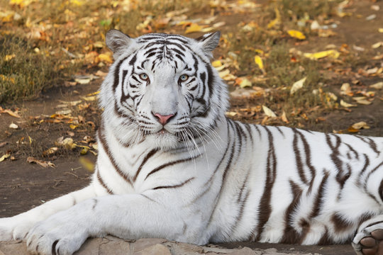 Fototapeta Lying white bengal tiger among fallen leaves