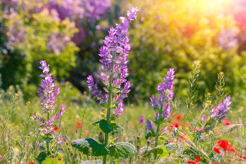 Obraz premium Wild flower field in summer
